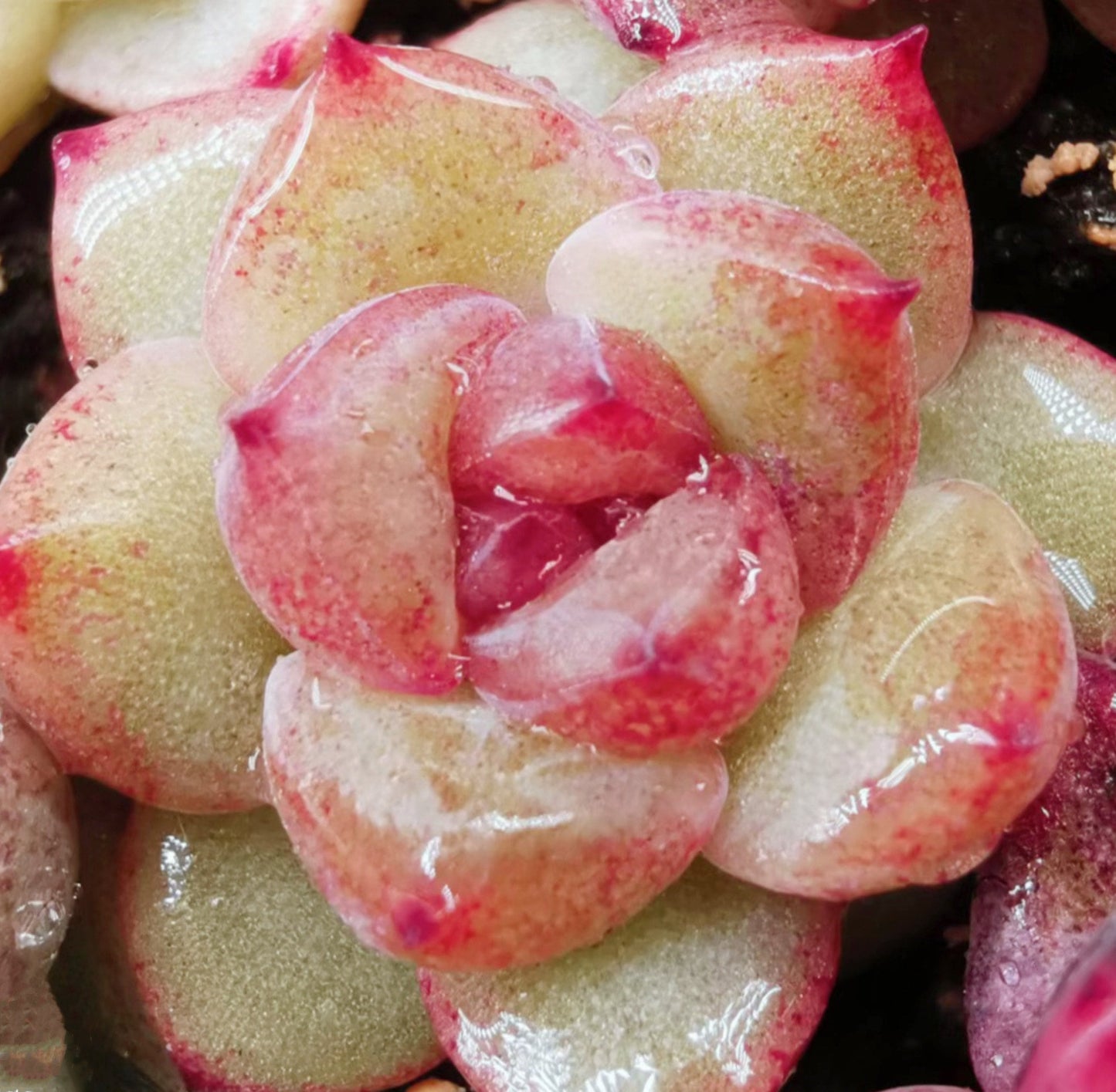 10 Seeds Echeveria Blood Maria (Black Queen, Black rose) X Chihuahuaensis Hybrids Succulent Plant