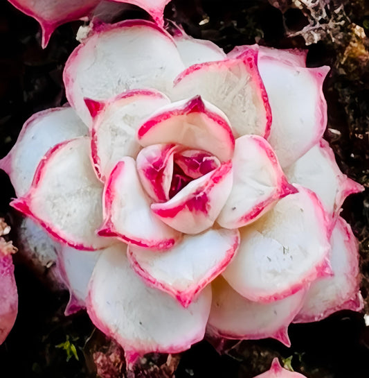 10 Seeds Echeveria nova X 'Vincent Catto' New hybrid rare Succulent Plant
