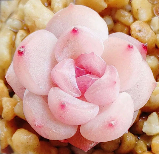 10 Seeds Echeveria 'Strawberry Jam' Seeds: Rare Pink Succulent