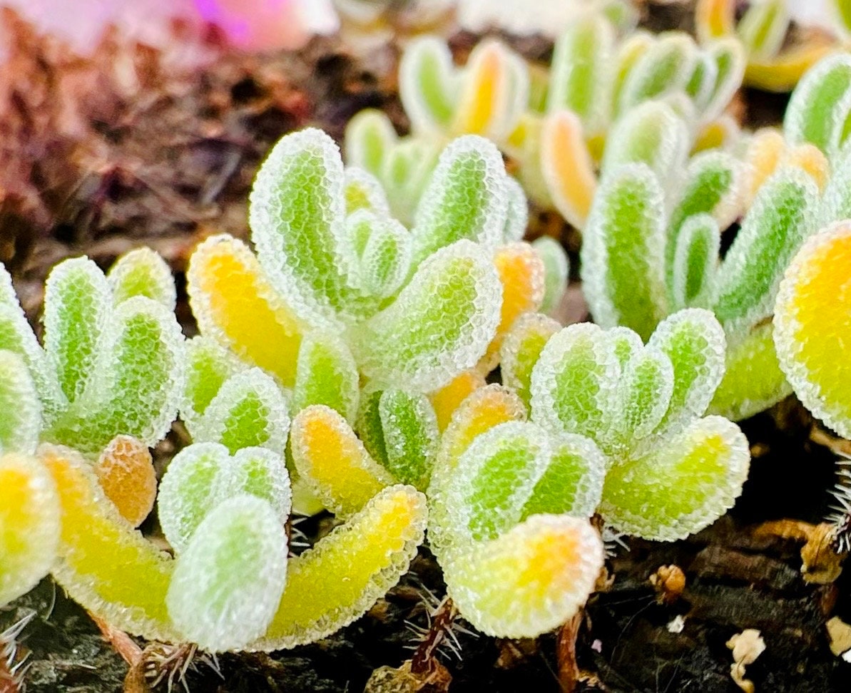 10 Seeds Drosanthemum eburneum Very Rare Succulent Seed Pink Succulents Meaty Plants