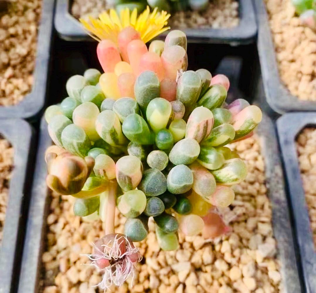 10 Seeds Fenestraria aurantiaca var. (Baby toes) Variegated Very Rare Succulent Seed Pink Succulents Meaty Plants
