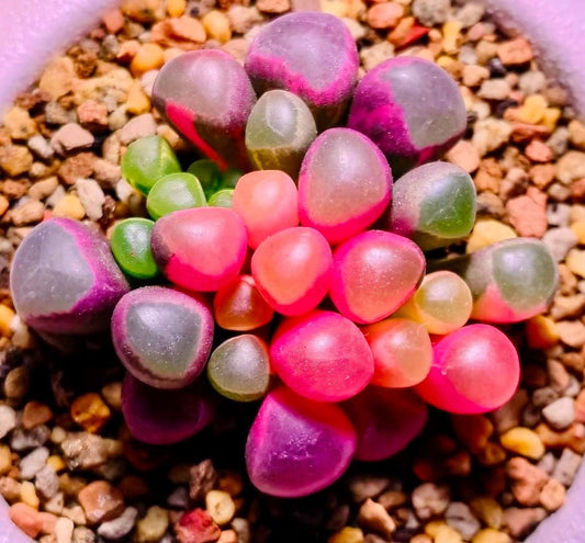 10 Seeds Fenestraria aurantiaca var. (Baby toes) Variegated Very Rare Succulent Seed Pink Succulents Meaty Plants