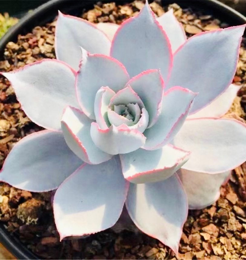 10 Seeds Echeveria Cante Rare Succulent Seeds Plant Flower Succulents Meaty Plants seeds