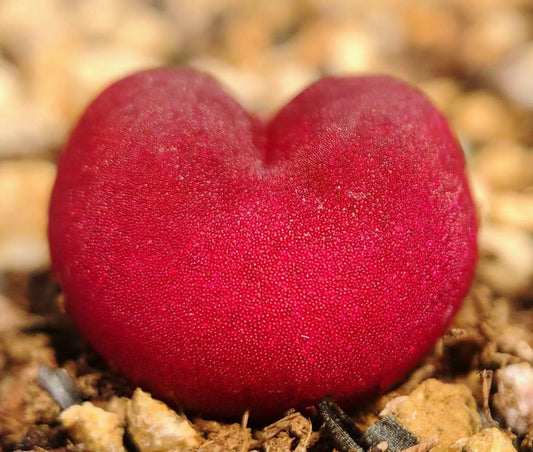 10 Seeds Red Conophytum maughanii Res Ruby Rare Succulent Seed Pink Succulents Meaty Plants Living stone