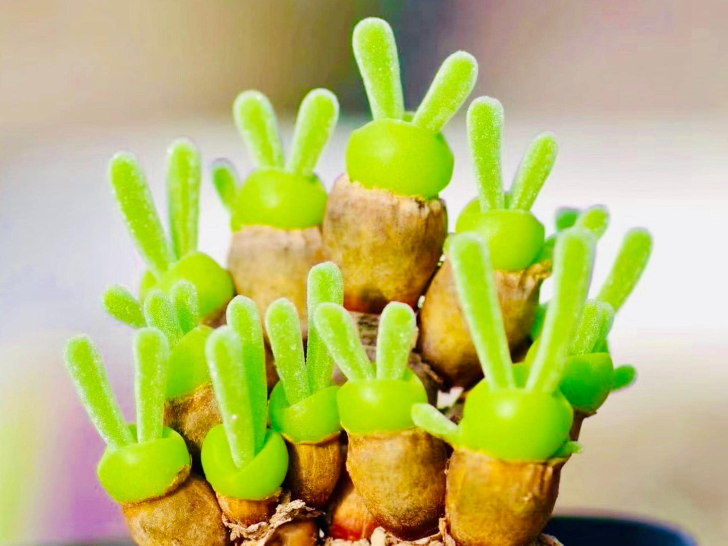 10 Seeds Monilaria moniliformis ‘Bunny Ear’/ ‘String of Pearls Rare’ Succulent Seed Living Stones Pink Purple Succulents Meaty Plants