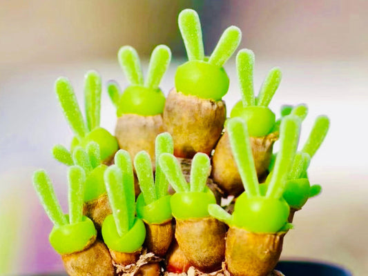 10 Seeds Monilaria moniliformis ‘Bunny Ear’/ ‘String of Pearls Rare’ Succulent Seed Living Stones Pink Purple Succulents Meaty Plants