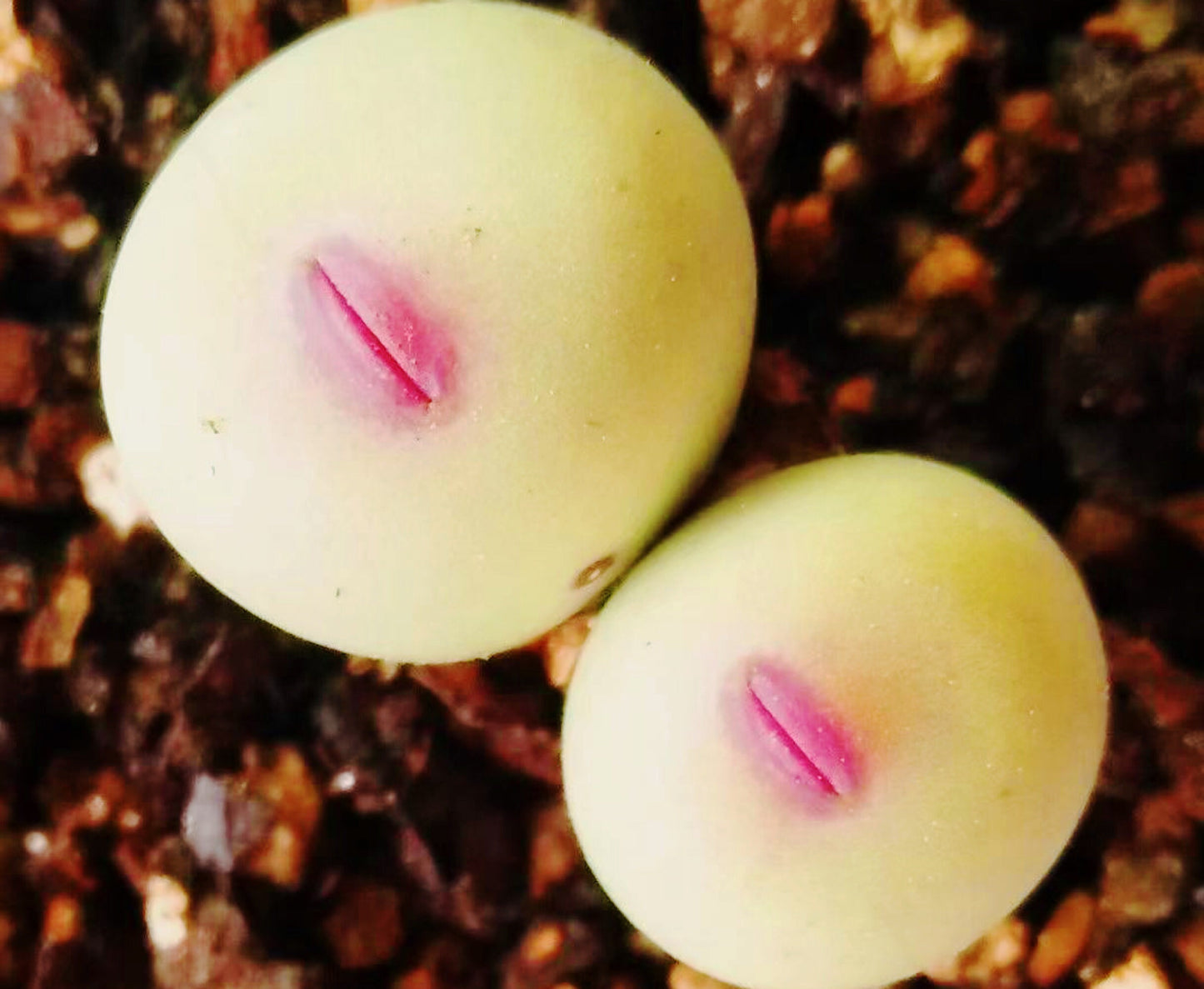 10 Seeds MIX Conophytum pageae ‘Red Lip’ sp Rare Succulent Seed Pink Succulents Meaty Plants Living stone
