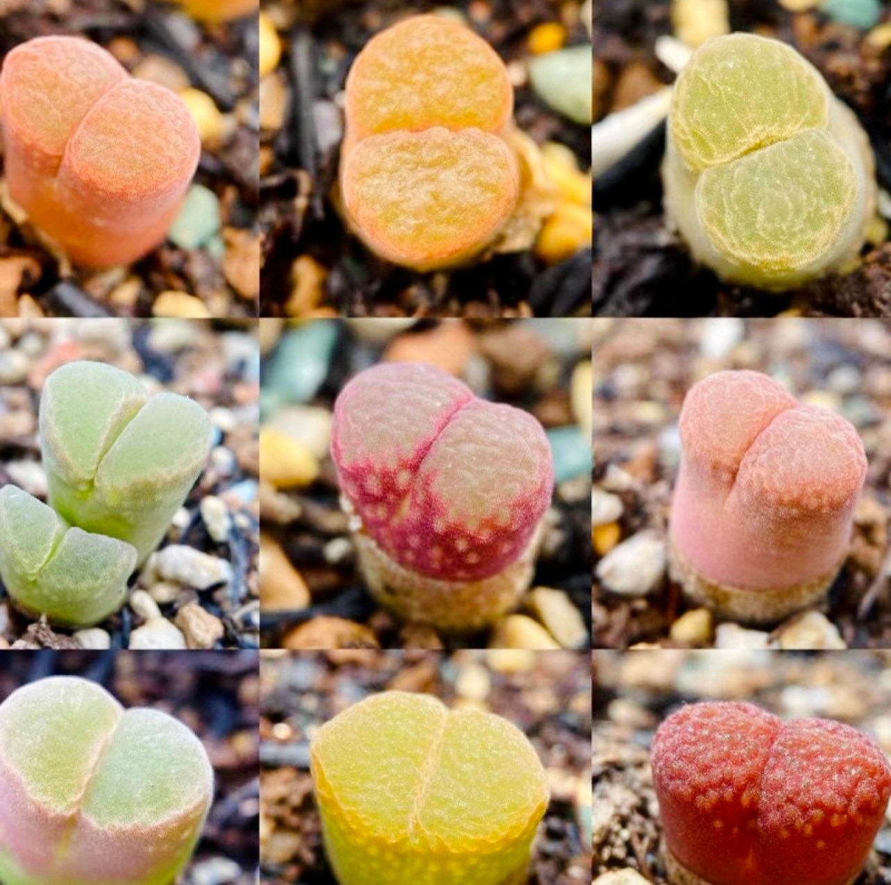 10 Seeds MIX colorful Ophthalmophyllum sp / Conophytum sp Rare Succulent Seed Pink Succulents Meaty Plants Living stone