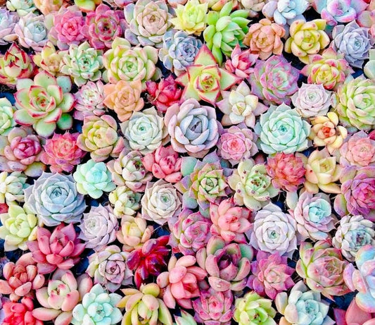 10 seeds MIX Echeveria Hybrid Seeds Plant Flower succulent Succulents Meaty Plants
