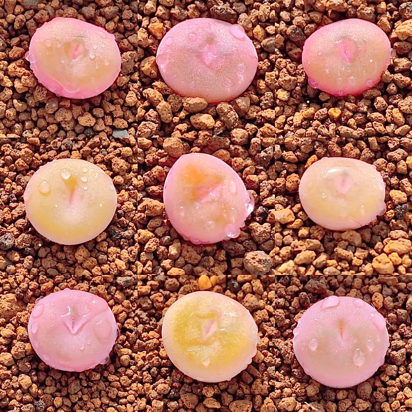 10 Seeds Conophytum concavum, sweet white flowers Rare Succulent Seed Succulents Living stone