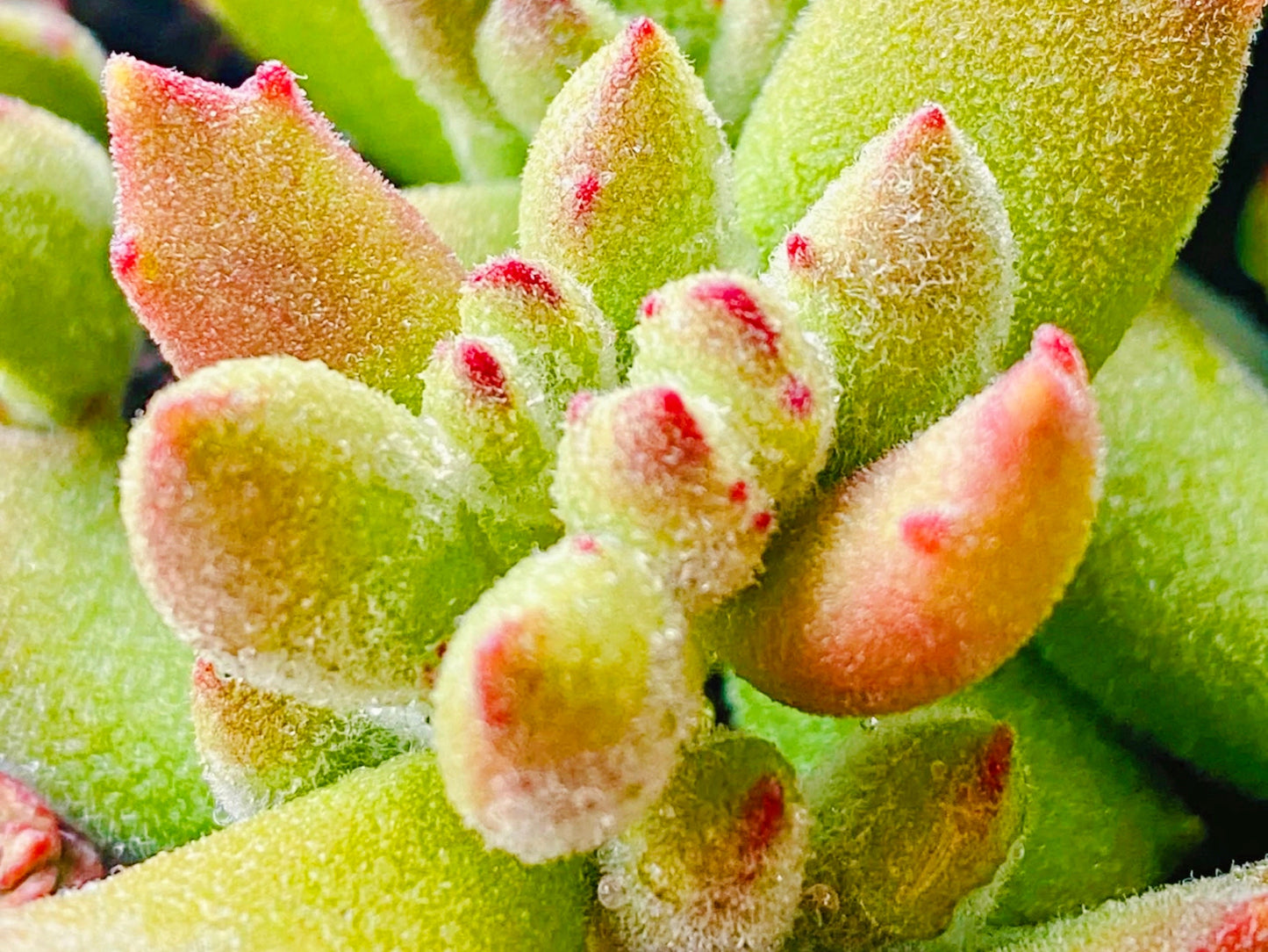 10 Seeds Cat paw (Cotyledon ladismithiensis 'konekonotume') Succulent Seed lovely Meaty Plants