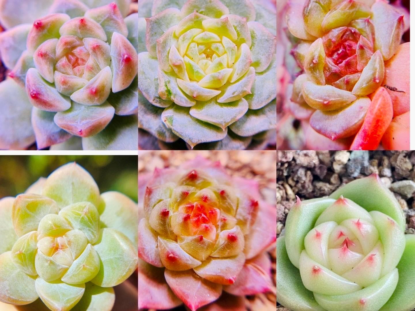 10 Seeds MIX Echeveria Candy Heart collection New Hybrids Mix Succulent Seed Purple Succulents Meaty Plants