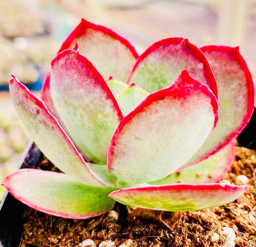 10 Seeds Cotyledon orbiculata ’Hakubi’ Rare Succulent Seed lovely red edge Meaty Plant