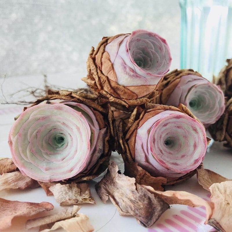 10 Seeds Greenovia aurea sp. 'Love Letter' very Rare Pink mountain Rose Seed Succulent Bonsai Plant Flower Succulents Meaty Plants