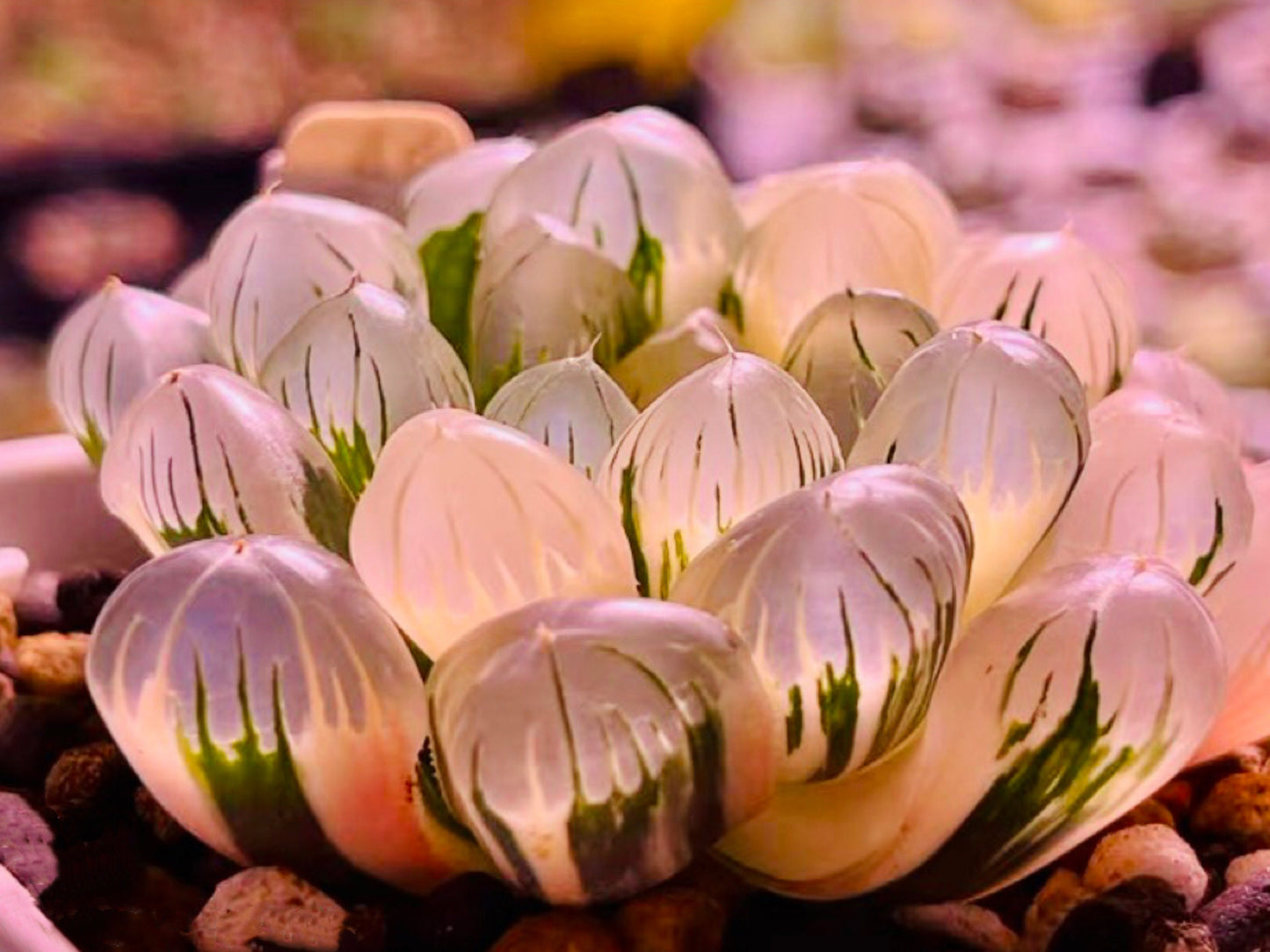 10 MIX Seeds Varigated Haworthia Cooperi sp seed Very Rare Succulent Pink Plant Flower Succulents Meaty Plants