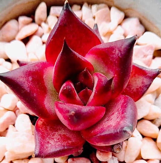 10 Seeds Echeveria Blood Romeo Rare Succulent Plant