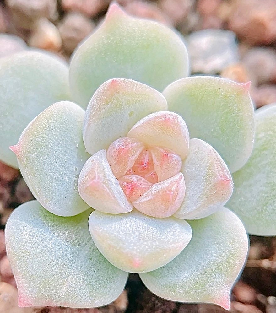 10 Seeds Echeveria hyaliana X Monroe New Hyalina Hybrid Seed Rare Succulent Pink Flower Succulents Meaty Plants