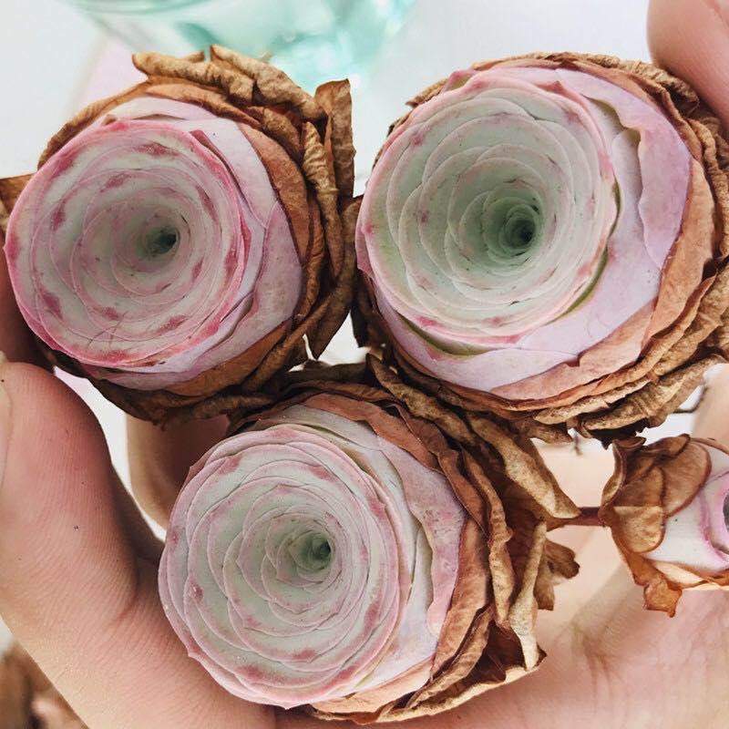 10 Seeds Greenovia aurea sp. 'Love Letter' very Rare Pink mountain Rose Seed Succulent Bonsai Plant Flower Succulents Meaty Plants