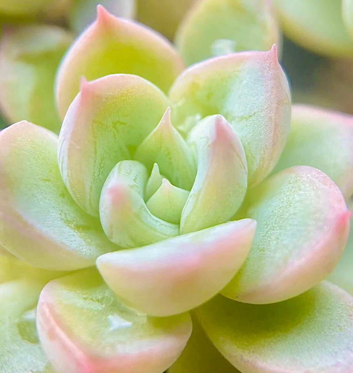 10 Seeds Echeveria ‘Shadow’ with farina lines /Farina patterns new elegans hybrid Rare Succulent Meaty Plants