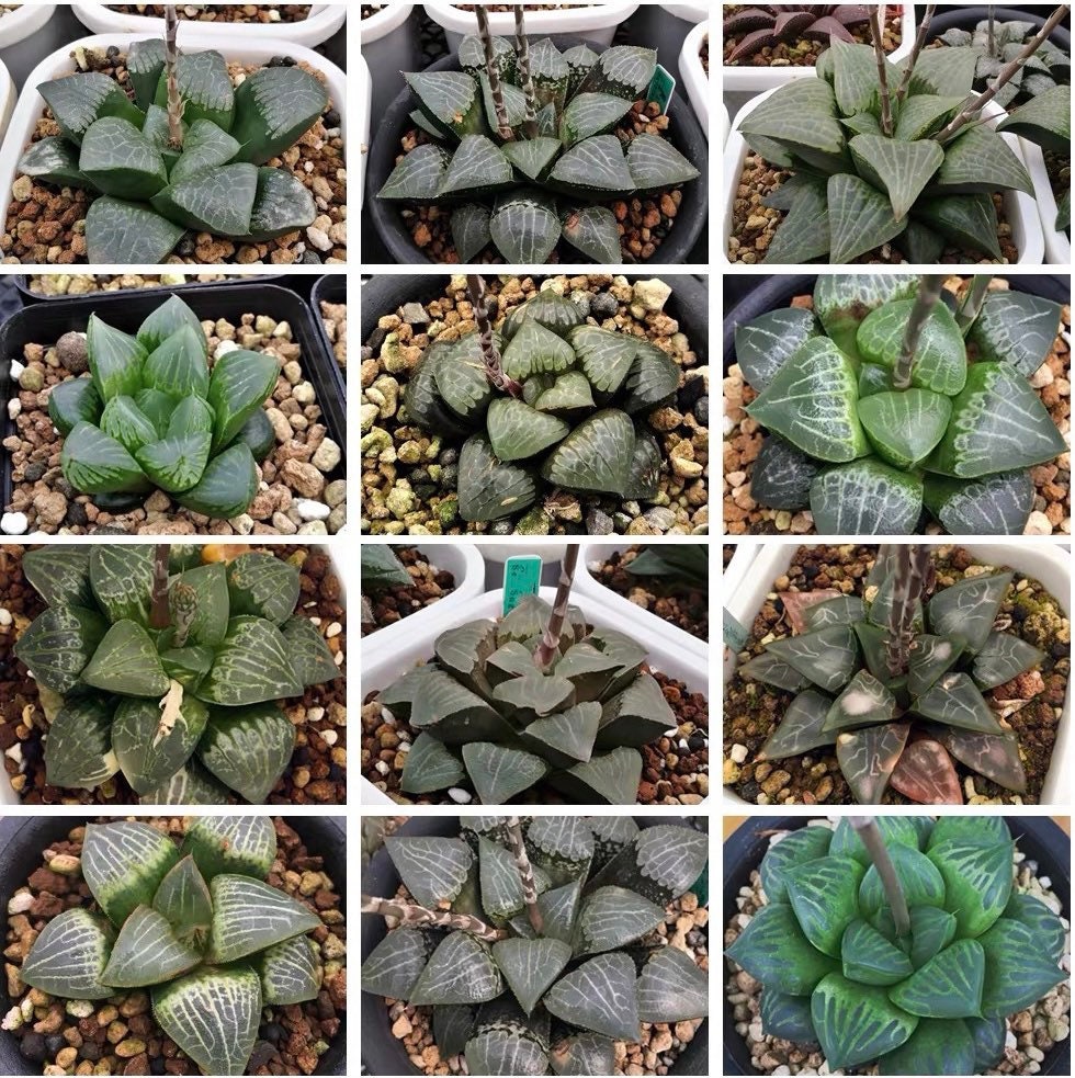 10 MIX Seeds Haworthia Emelyae / Picta sp MIX seed Very Rare Succulent Pink Plant Flower Succulents Meaty Plants