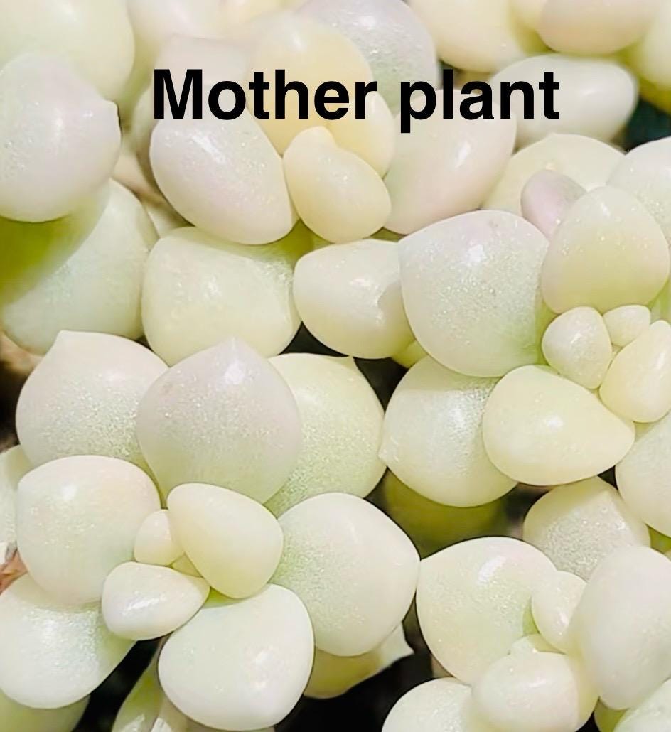 10 Seeds Variegated Graptopetalum mendozae X Echeveria Laui Seeds: Rare Succulent Hybrid