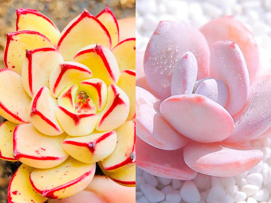 10 seeds Echeveria ‘Cinderella’ X ‘Pink laui’ NEW Hybrid Seed Rare Succulent Plant
