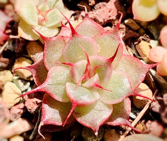 10 Seeds Echeveria ' Ruby Star ' New romeo rubin hybrid Rare Succulent Plant
