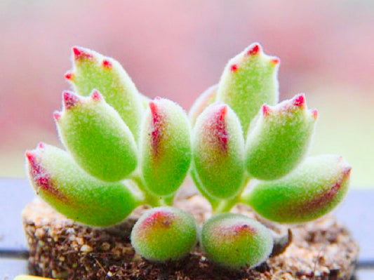 10 Seeds Cat paw (Cotyledon ladismithiensis 'konekonotume') Succulent Seed lovely Meaty Plants