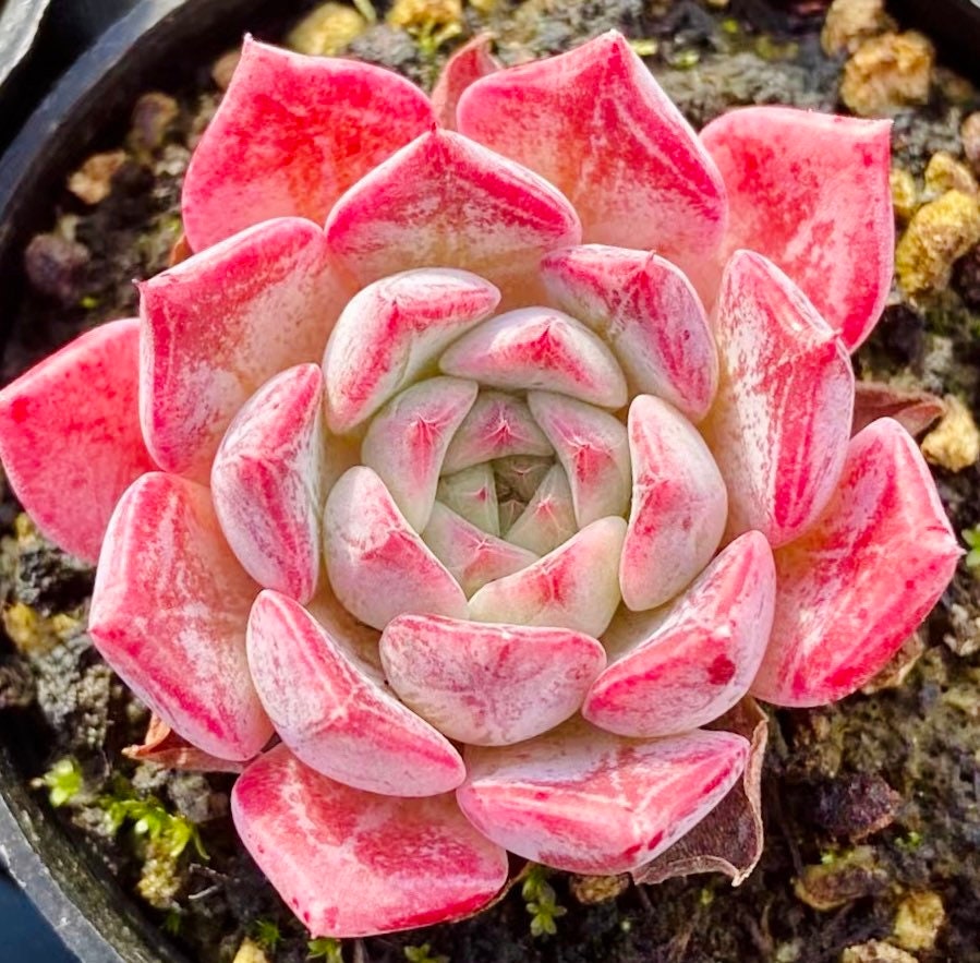 10 Seeds Echeveria hyaliana X Monroe New Hyalina Hybrid Seed Rare Succulent Pink Flower Succulents Meaty Plants