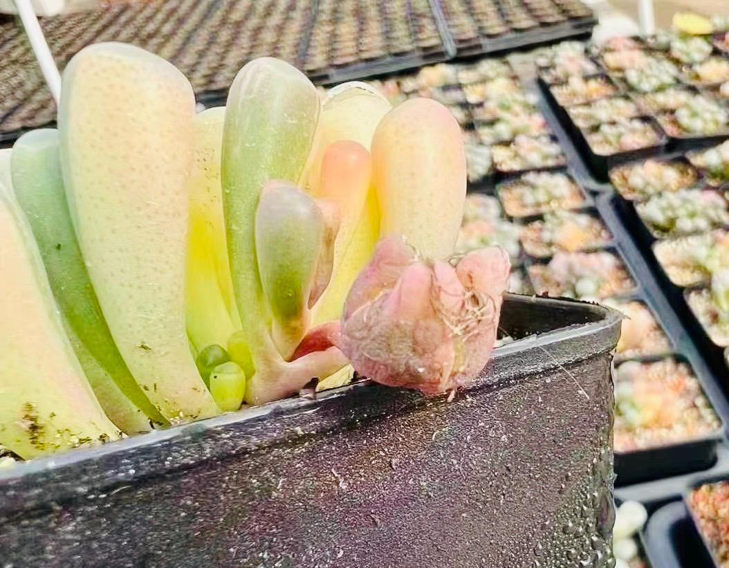 10 Seeds Fenestraria aurantiaca var. (Baby toes) Variegated Very Rare Succulent Seed Pink Succulents Meaty Plants