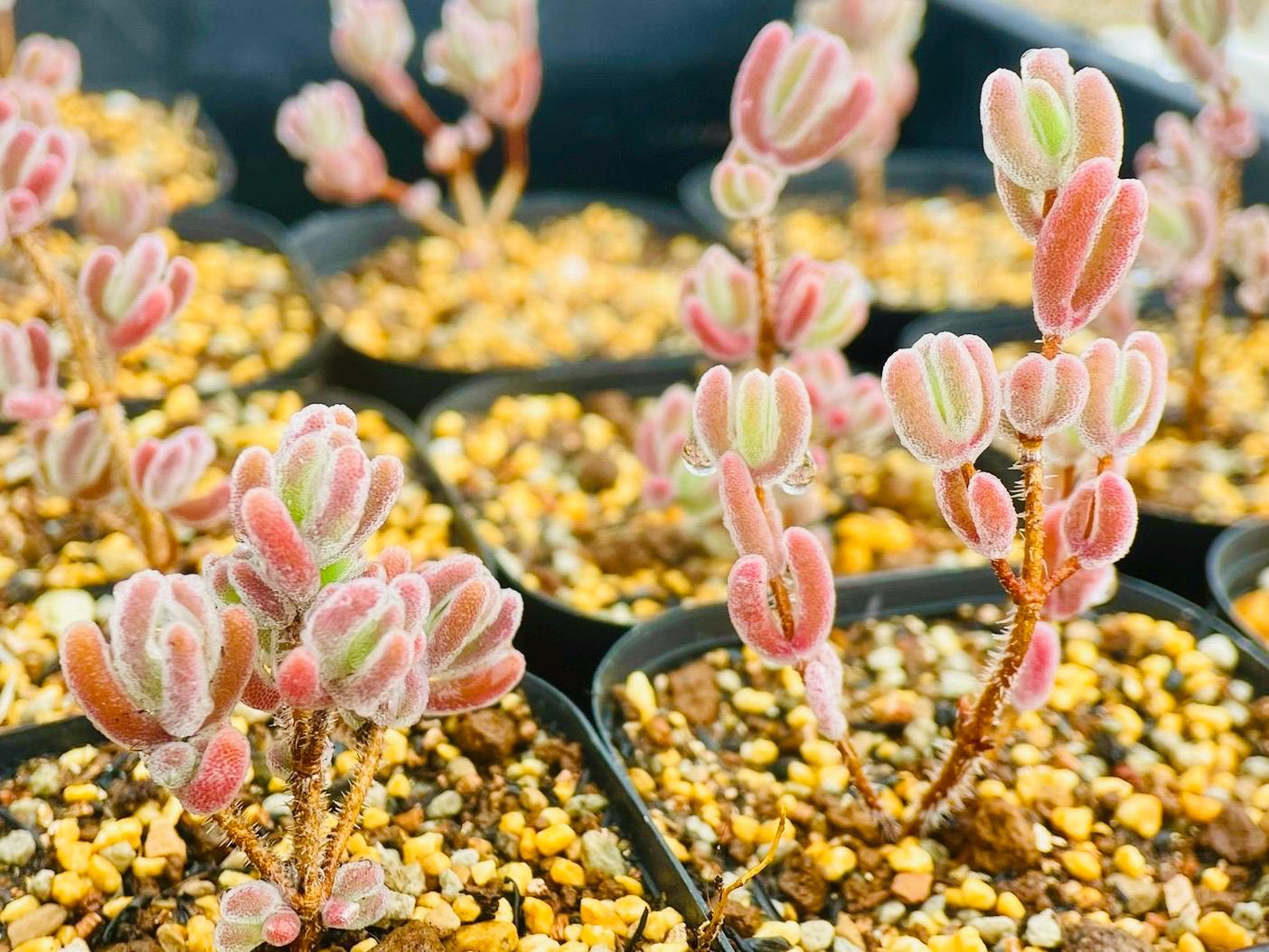 10 Seeds drosanthemum floribundum Diamond Very Rare Succulent Seed Pink Succulents Meaty Plants
