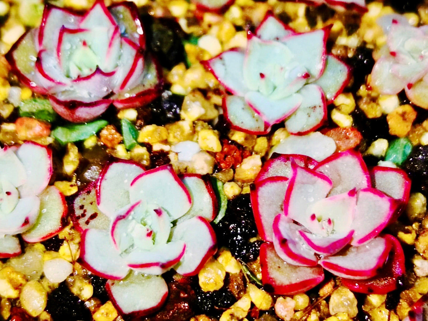 10 Seeds Echeveria Strictiflora V. Nova Rare Succulent Plant