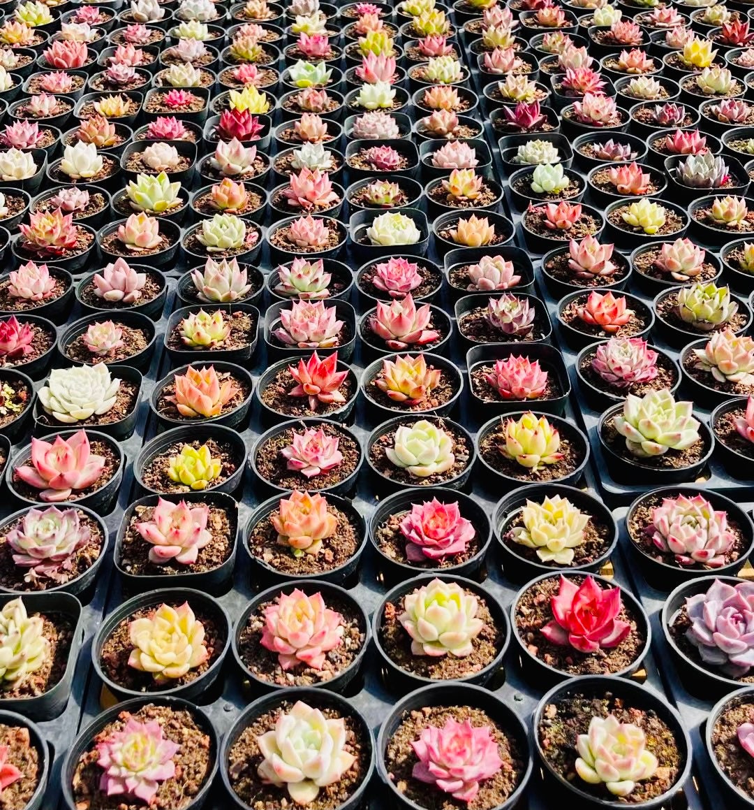 10 Seeds MIX Echeveria romeo rubin sp Hybrid Rare Succulent Plant