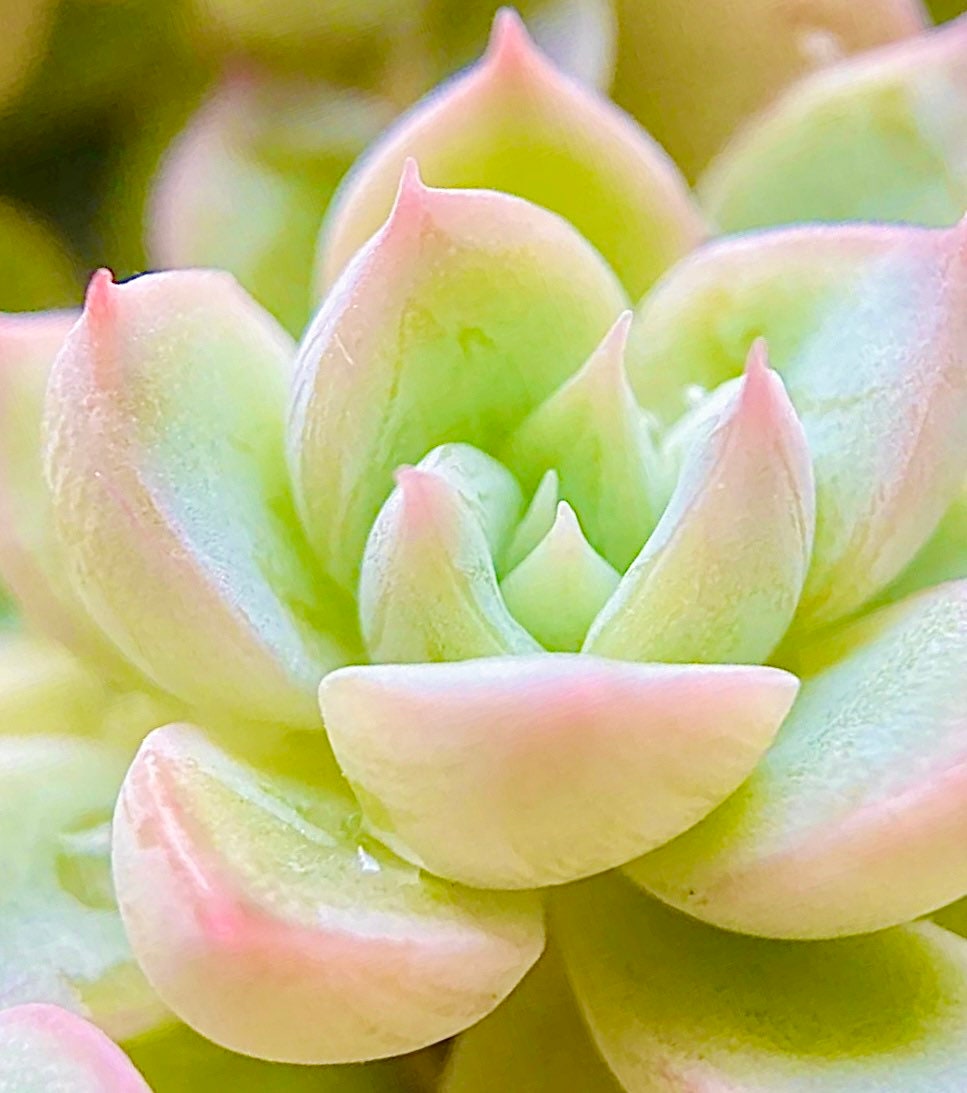 10 Seeds Echeveria ‘Shadow’ with farina lines /Farina patterns new elegans hybrid Rare Succulent Meaty Plants