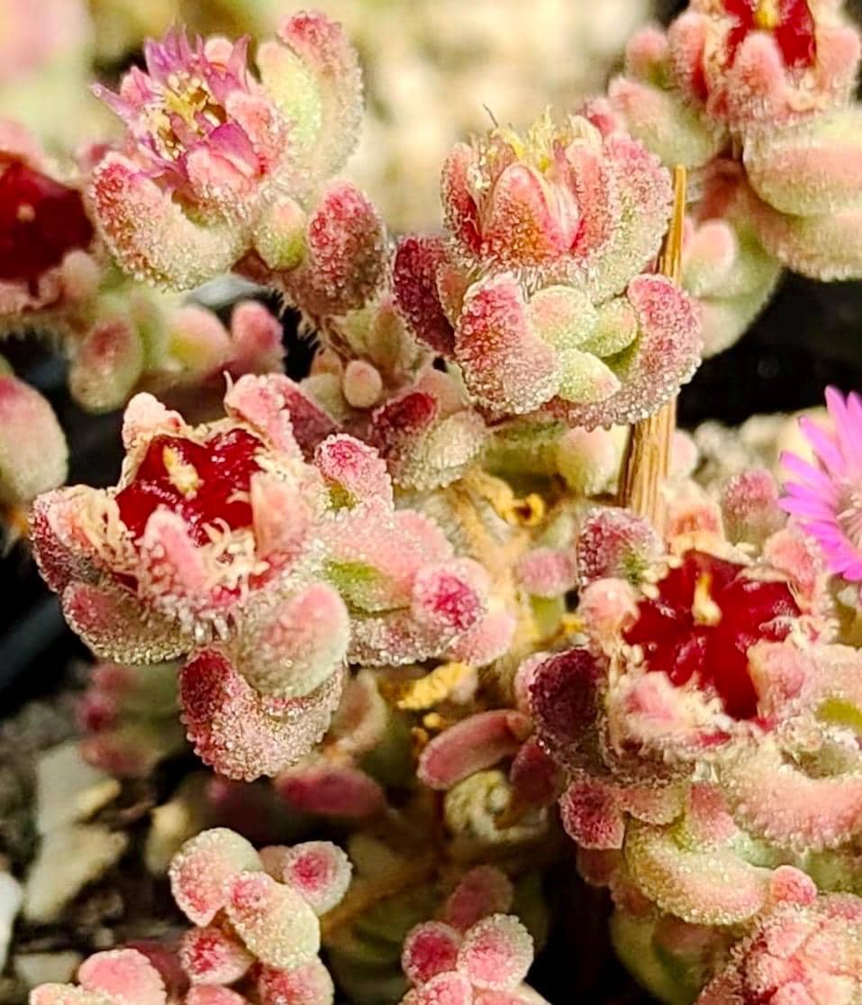 10 Seeds Drosanthemum stokoei VARIEGATED Very Rare Succulent Seed Pink Succulents Meaty Plants