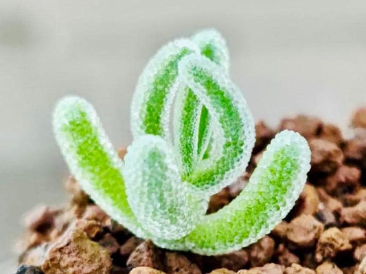 10 Seeds drosanthemum floribundum Diamond Very Rare Succulent Seed Pink Succulents Meaty Plants