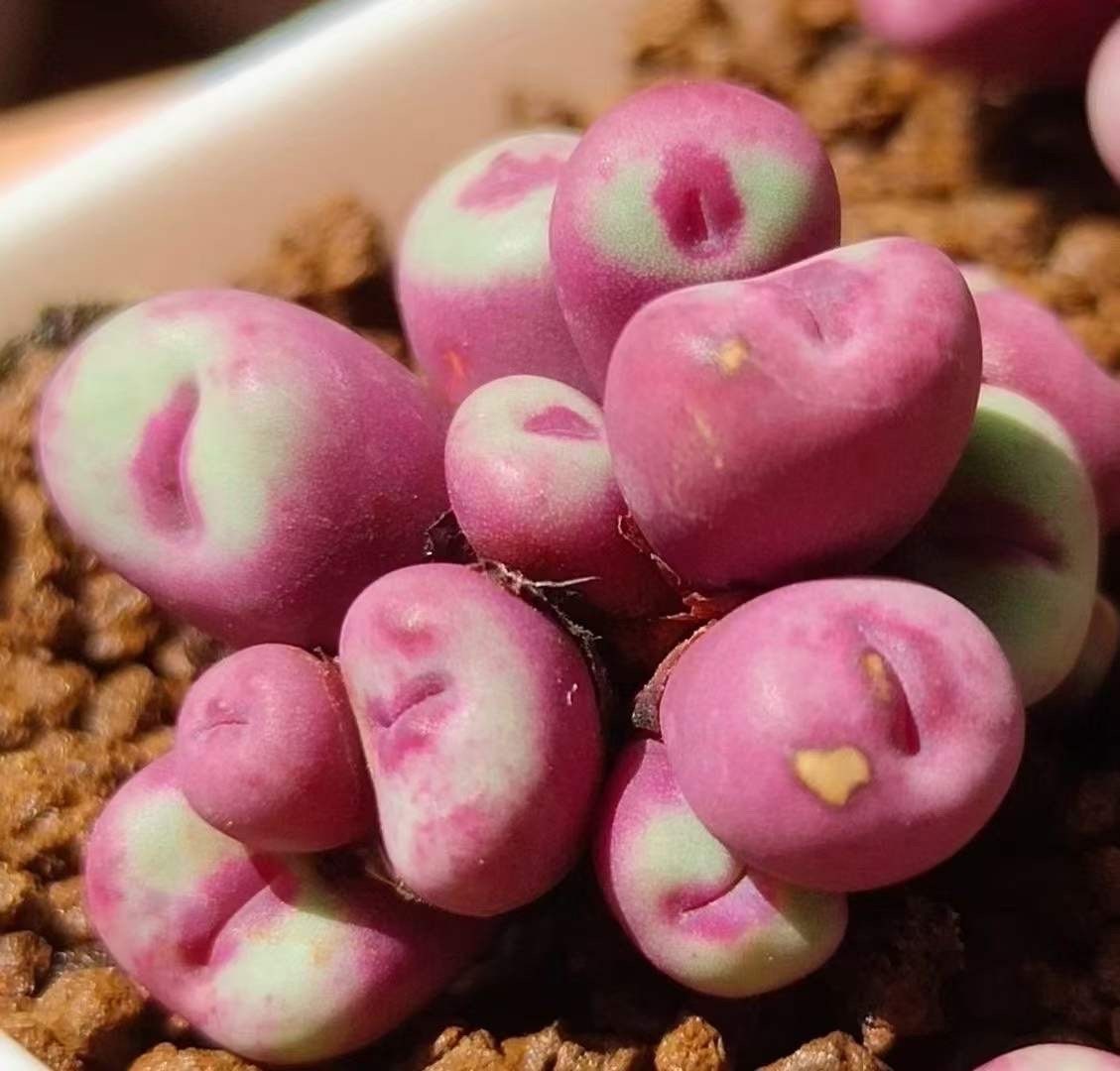 10 Seeds MIX Conophytum pageae ‘Red Lip’ sp Rare Succulent Seed Pink Succulents Meaty Plants Living stone