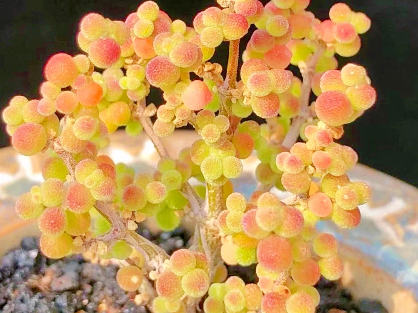 10 Seeds Drosanthemum sp 6 k sw Kliprand (rice gram) Very Rare Succulent Seed Pink Succulents Meaty Plants