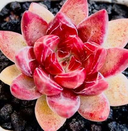 10 seeds Echeveria ‘Psyche’ New rubin Hybrids Rare Succulent Plant
