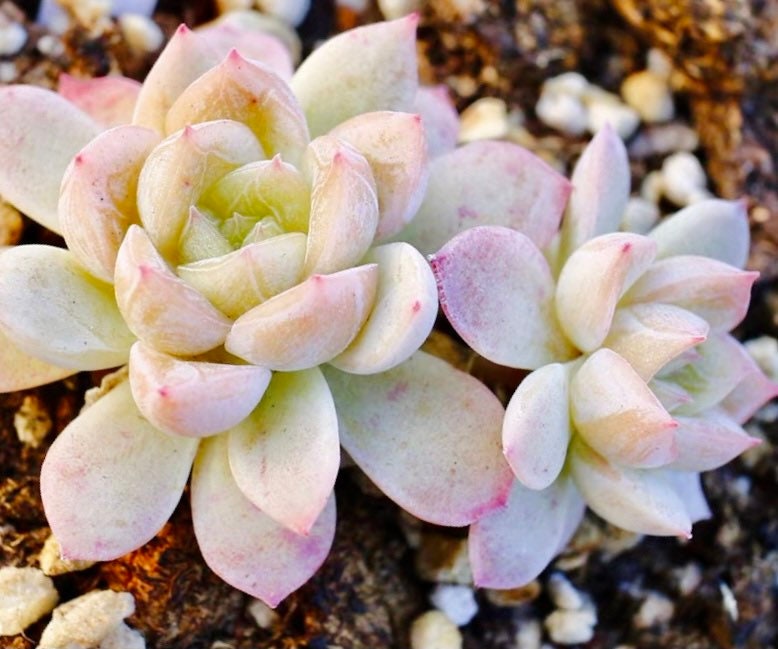 10 Seeds Echeveria ‘Alba’ X Tolimanensis, Elsa, Rare Succulents hybrid Seed