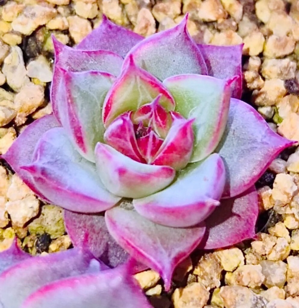 10 Seeds Echeveria purple halbingeri X rubin New hybrid Rare Succulent Plant