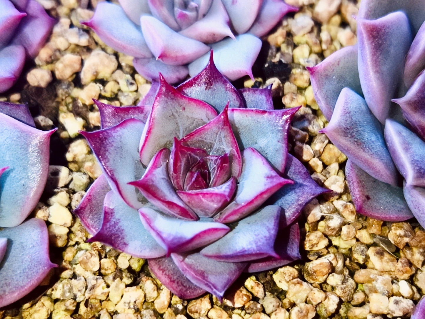 10 Seeds Echeveria purple halbingeri X rubin New hybrid Rare Succulent Plant