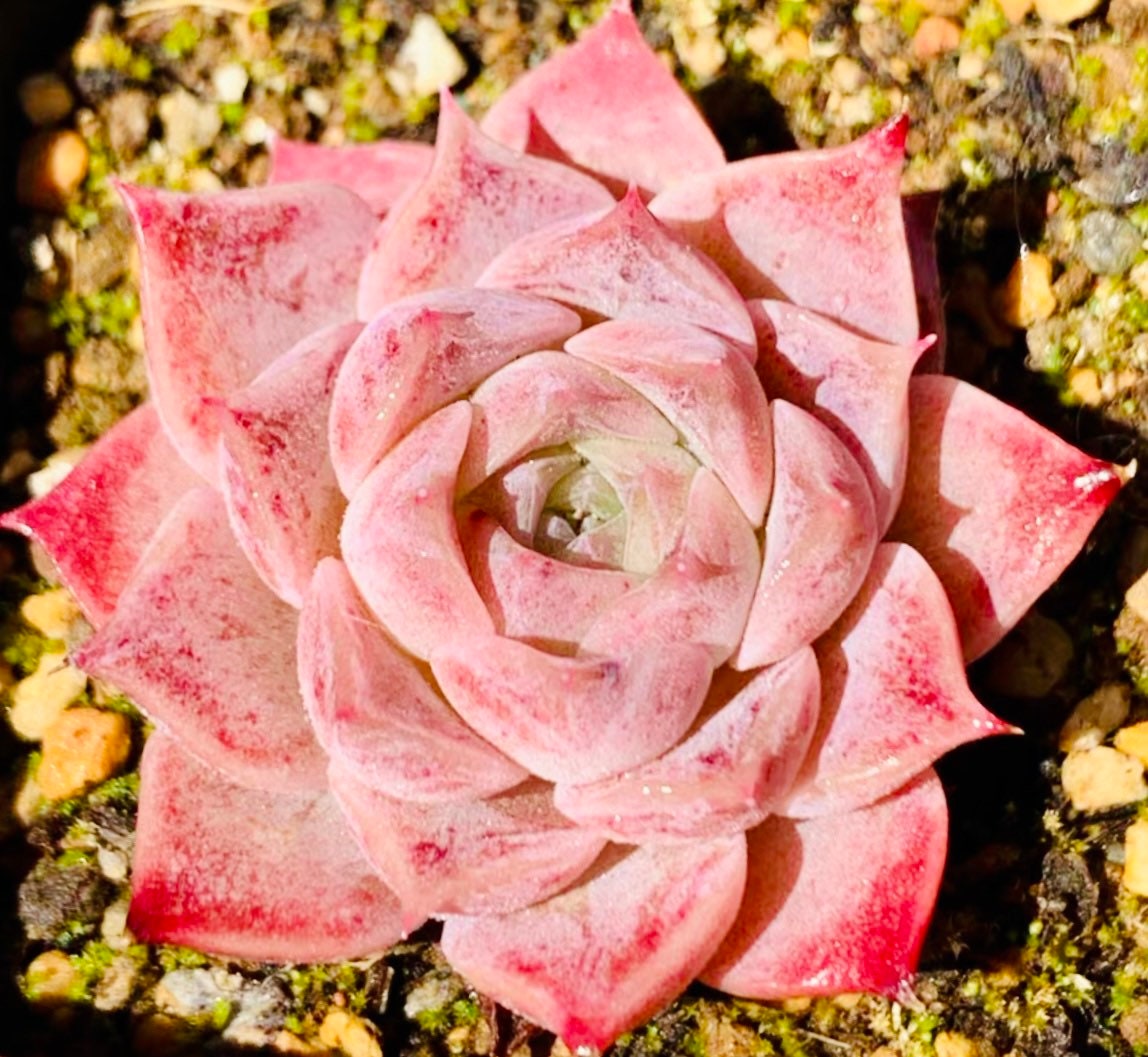 10 Seeds Echeveria hyaliana X Monroe New Hyalina Hybrid Seed Rare Succulent Pink Flower Succulents Meaty Plants