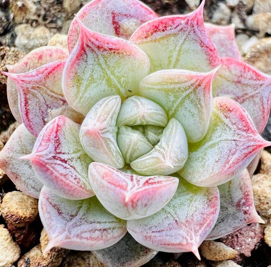 10 Seeds Echeveria ‘Shadow’ with farina lines /Farina patterns new elegans hybrid Rare Succulent Meaty Plants