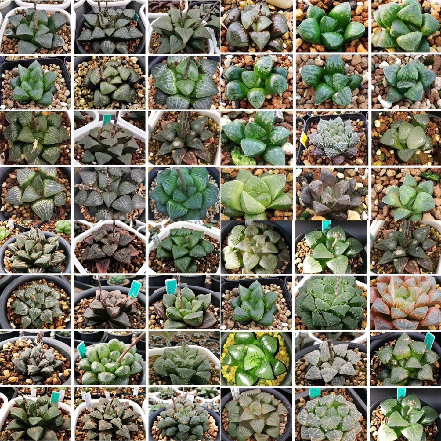 10 MIX Seeds Haworthia Emelyae / Picta sp MIX seed Very Rare Succulent Pink Plant Flower Succulents Meaty Plants
