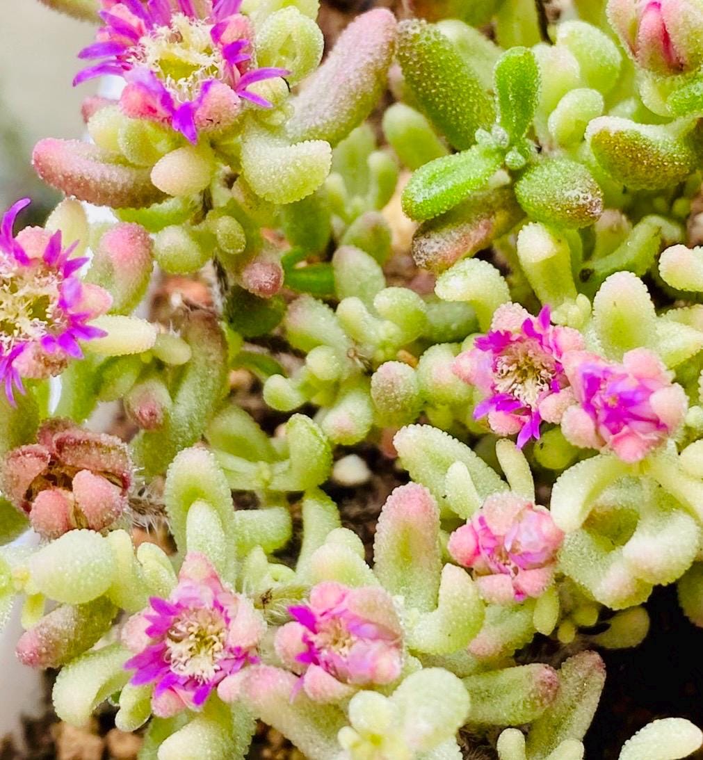 10 Seeds Drosanthemum stokoei VARIEGATED Very Rare Succulent Seed Pink Succulents Meaty Plants