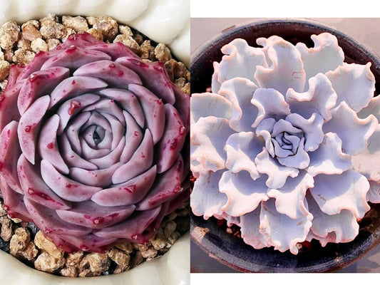 10 Seeds Echeveria Hyalina X ‘White Madiba/ Crispate Beauty’ New hybrid Rare Succulent Seed Succulents Meaty Plants