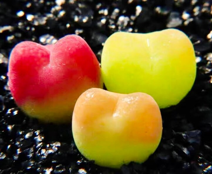 10 Seeds MIX colorful Conophytum maughanii sp Rare Succulent Seed Succulents Meaty Plants