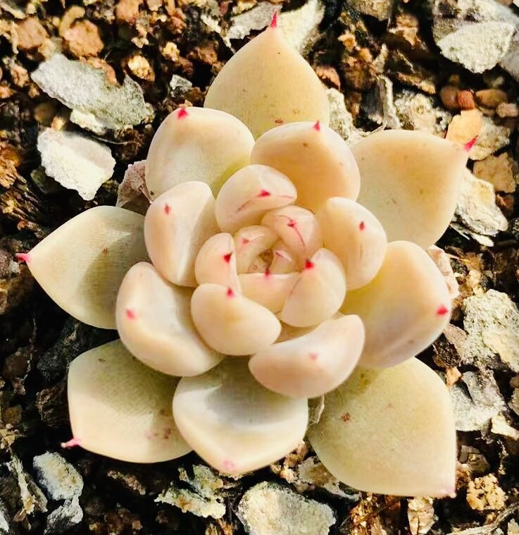 10 Seeds MIX Echeveria cuspidata Hybrid Seed Rare Succulent Plant