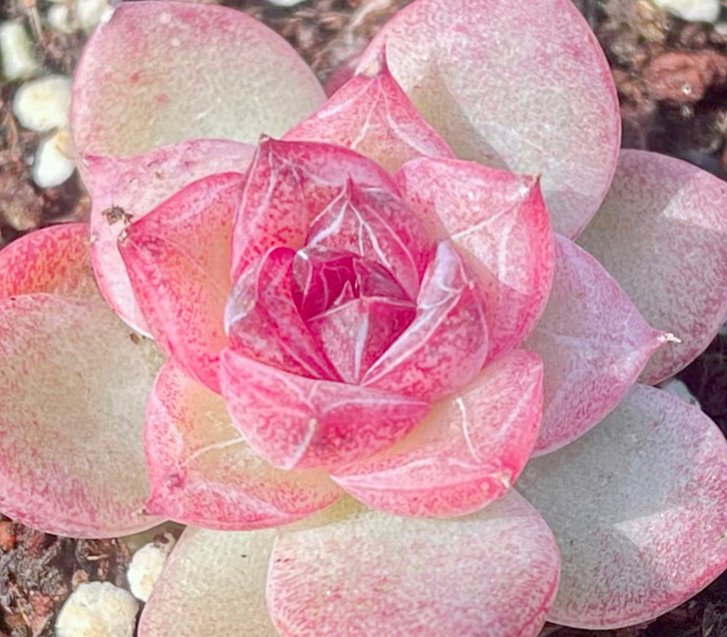 10 Seeds Echeveria Blood Maria (Black Queen, Black rose) X Chihuahuaensis Hybrids Succulent Plant